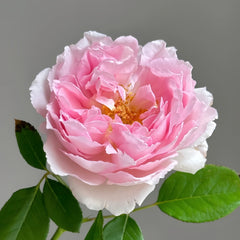 Rose Antoinette