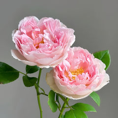 Rose Antoinette
