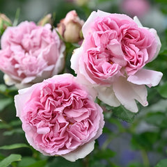Rose Antoinette
