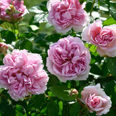 Rose Antoinette