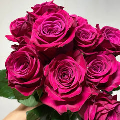 Roseberry Rose
