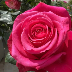 Roseberry Rose