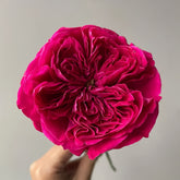 Rouge Royale Rose