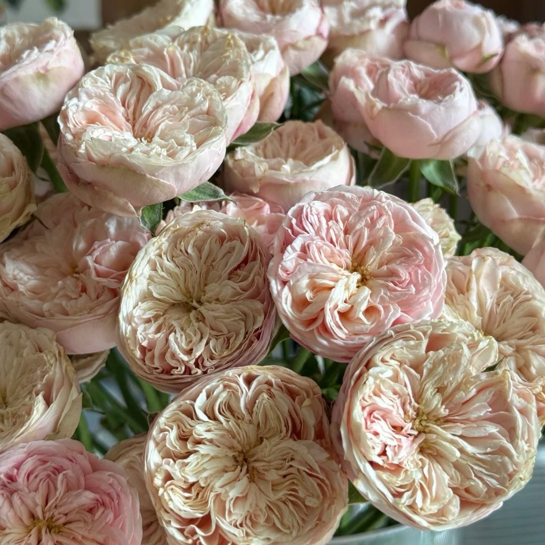 Royal Blush Rose
