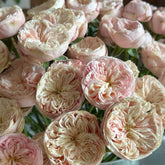 Royal Blush Rose