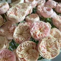 Royal Blush Rose