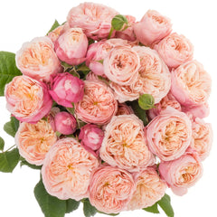 Royal Blush Rose