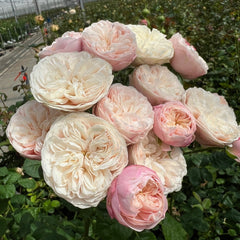 Royal Blush Rose