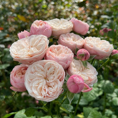 Royal Blush Rose