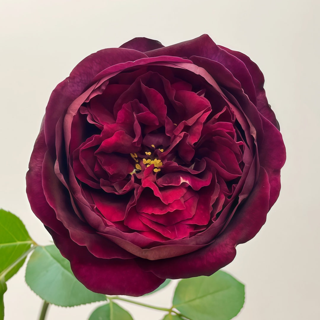 Royal Palace Rose