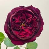 Royal Palace Rose