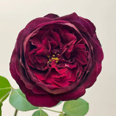 Royal Palace Rose