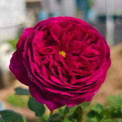 Royal Palace Rose