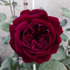 Royal Palace Rose