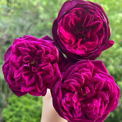 Royal Palace Rose