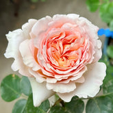 Salmanasar Rose