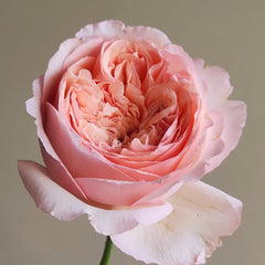 Salmanasar Rose