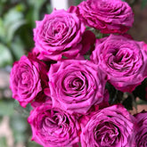 San Gong Zi Rose