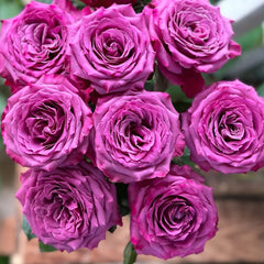 San Gong Zi Rose