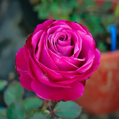 San Gong Zi Rose
