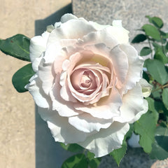 Saphiret Rose