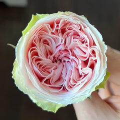 Senlitsu /melody Rose