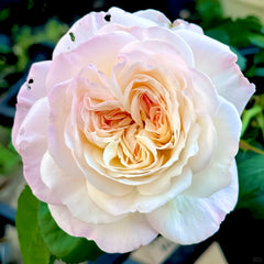 Senlitsu /melody Rose