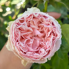 Senlitsu /melody Rose