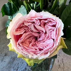 Senlitsu /melody Rose