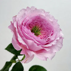 Serendipity Rose