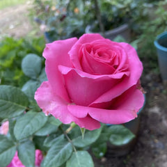 Shanghai Lady Rose