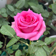 Shanghai Lady Rose