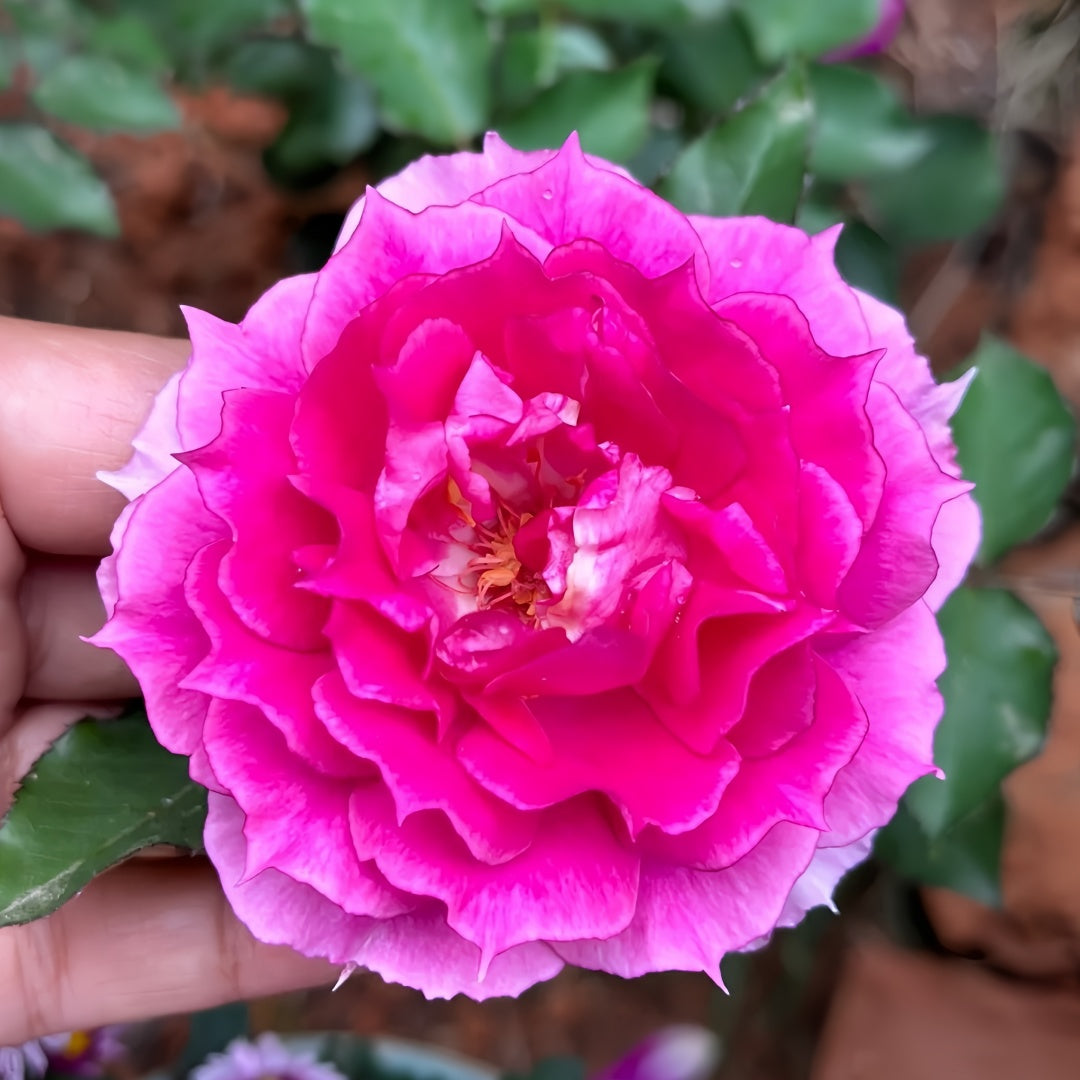 【ROSE☆ROSE】【2点まとめ】 Rose Antoinette-绝代艳后｜Japanese Shrub Rose – Ergongzy Roses