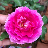 Sheherazade Rose