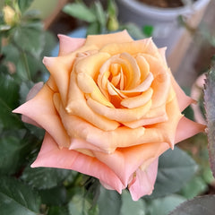 Shimmer rose