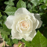 Shizuku Rose
