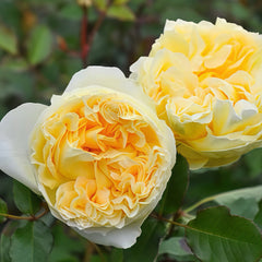 Sicilienne Rose