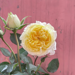 Sicilienne Rose