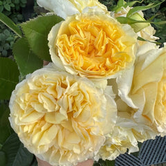 Sicilienne Rose