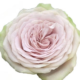 Silvermine Rose
