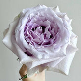 Silvery Light Rose