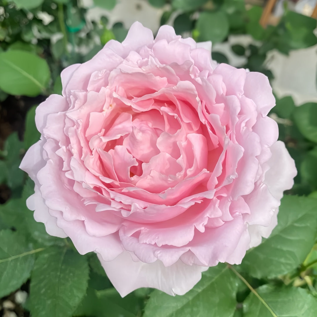 Sophie Rochas Rose