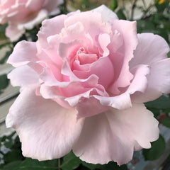 Sophie Rochas Rose