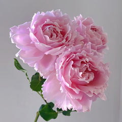 Sophie Rochas Rose