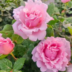 Sophie Rochas Rose