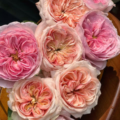 Spring confession rose