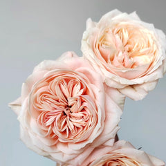 Spring confession rose