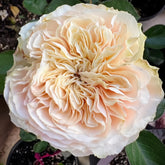 Stanley Abbey Rose
