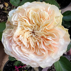 Stanley Abbey Rose