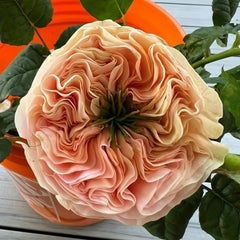Stanley Abbey Rose